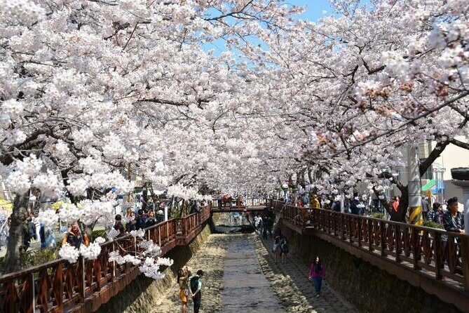 Full-Day Jinhae Cherry Blossom festival Private tour - Naval Academy and Jinhae Naval Base access during festival season
