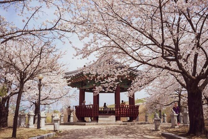 Full-Day Jinhae Cherry Blossom festival Private tour - Returning to Busan: keeping the ending comfortable