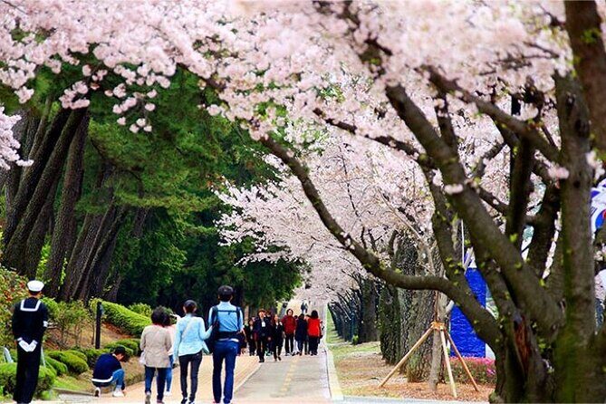 Full-Day Jinhae Cherry Blossom festival Private tour - Morning plan from Busan: pickup timing and the rhythm of the day