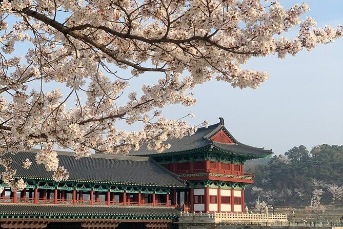 Gyeongju Cherry Blossom Day Tour from Busan (2~3 spring spots) - How the route works: 2–3 Gyeongju stops chosen by what’s blooming
