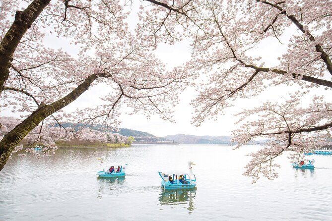 Gyeongju Cherry Blossom Day Tour from Busan (2~3 spring spots) - What the guides do well: humor, history, and keeping time