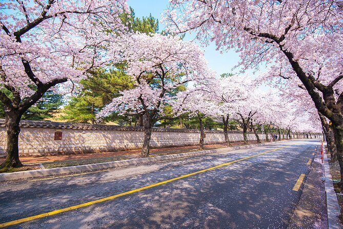 Gyeongju Cherry Blossom Day Tour from Busan (2~3 spring spots) - Practical tips so you don’t lose time (or comfort) in spring crowds