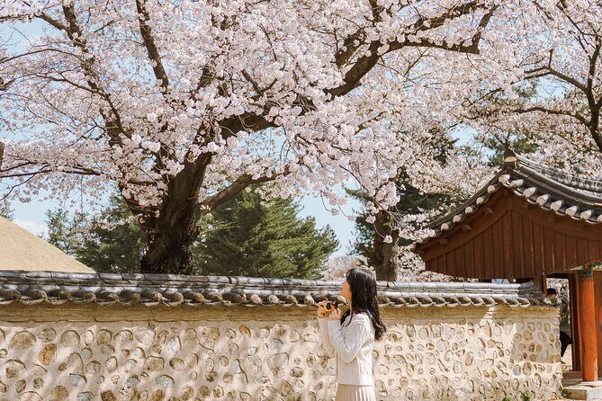 Gyeongju Cherry Blossom Day Tour from Busan (2~3 spring spots) - Should you book this Gyeongju Cherry Blossom Day Tour from Busan?