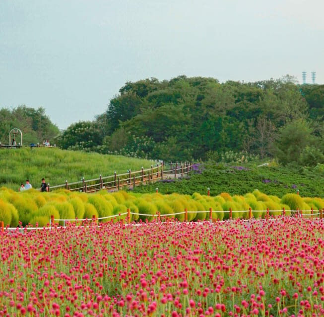 Hantan Canyon & Goseokjeong Flower Garden & Pink Muhly Park - Key things I’d plan for