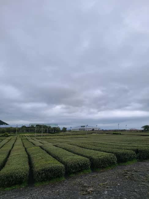 Jeju: Cherry Blossom South & West Day Tour with Hotel Pickup - Hallasan hike: UNESCO views without a full-on mountain day