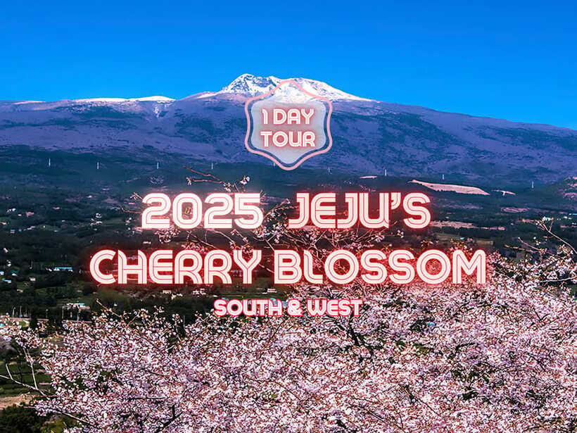 Jeju: Cherry Blossom South & West Day Tour with Hotel Pickup - O’sulloc Green Tea Museum tea break and a calmer pace