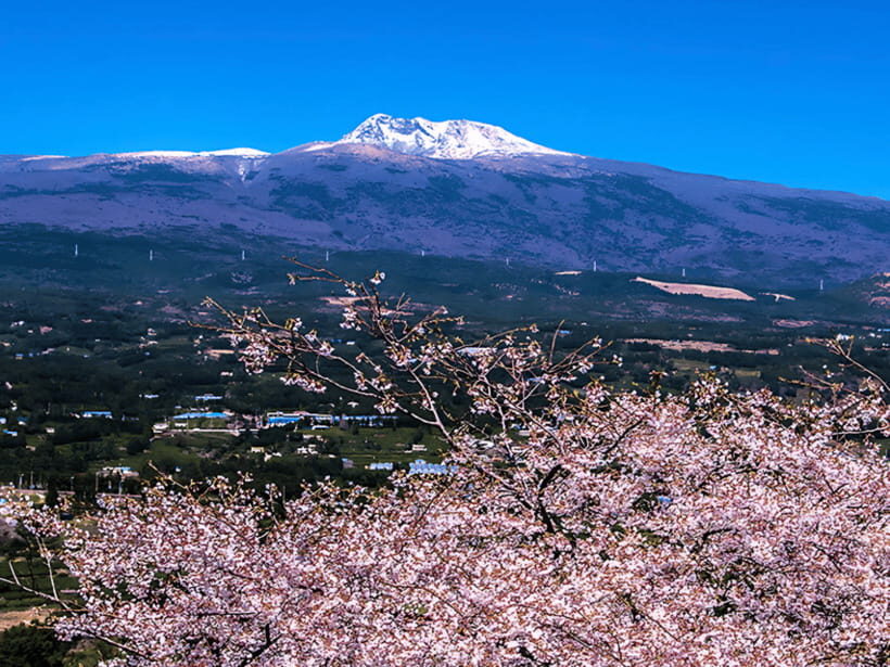 Jeju: Cherry Blossom South & West Day Tour with Hotel Pickup - Lunch, ticket fees, and what the $72 price buys you