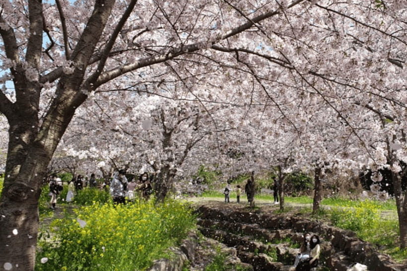 Jeju: Cherry Blossom South & West Day Tour with Hotel Pickup - Who this tour suits best (and who should skip it)