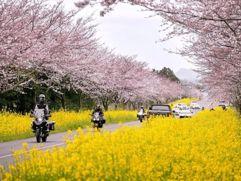Jeju East: Cherry Blossom Early Bird Tour with Hotel Pickup - Jeonnong-ro Cherry Blossom Road: Walk-Ready Views and Photo Stop Time
