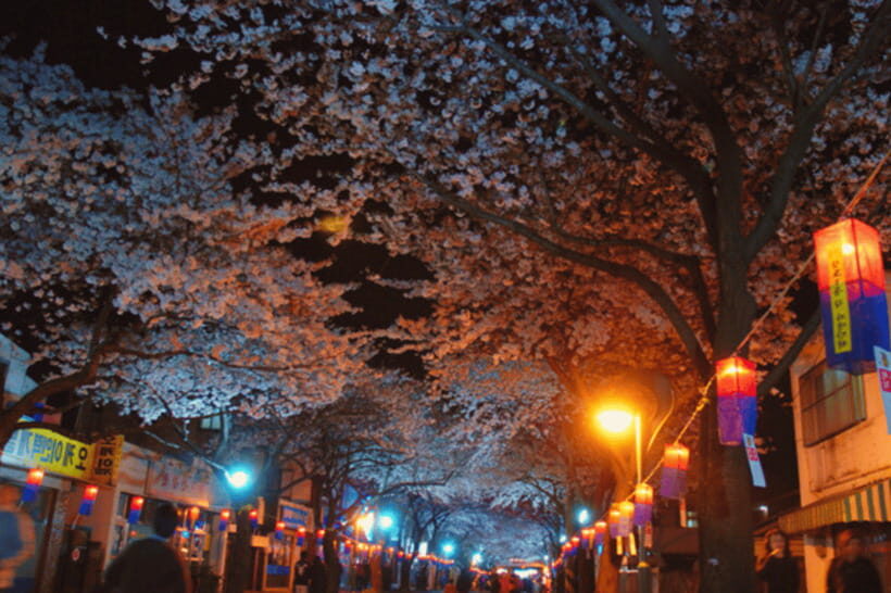 Jeju East: Cherry Blossom Early Bird Tour with Hotel Pickup - Noksan-ro: That 10-Kilometer Spring Stroll with Canola Flower Scent