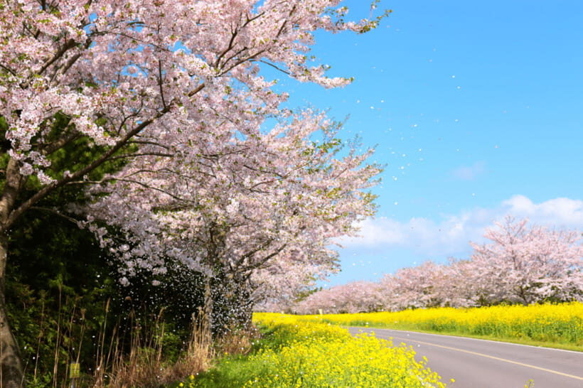 Jeju East: Cherry Blossom Early Bird Tour with Hotel Pickup - Seongeup Folk Village: A Human Pace Between Nature Stops