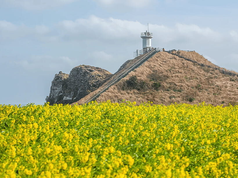 Jeju East: Cherry Blossom Early Bird Tour with Hotel Pickup - Lunch at a Local Restaurant: Plan for Separate Payment