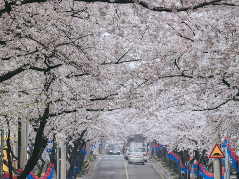 Jeju East: Cherry Blossom Early Bird Tour with Hotel Pickup - Ilchul Land and Themed Gardens: Color, Sculptures, and a Built-In Walking Detour