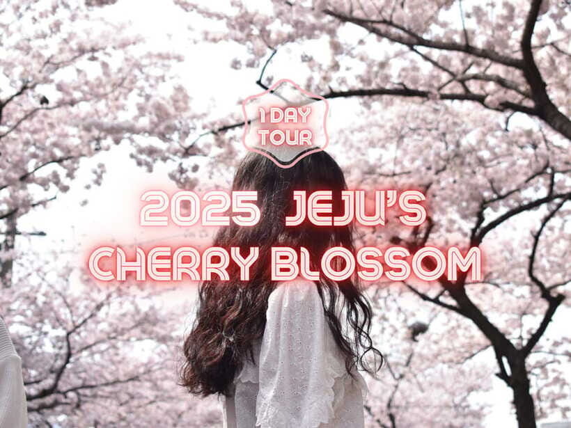 Jeju East: Cherry Blossom Early Bird Tour with Hotel Pickup - Hotel Pickup and Van Comfort in Jeju-si (and the One Trade-Off)