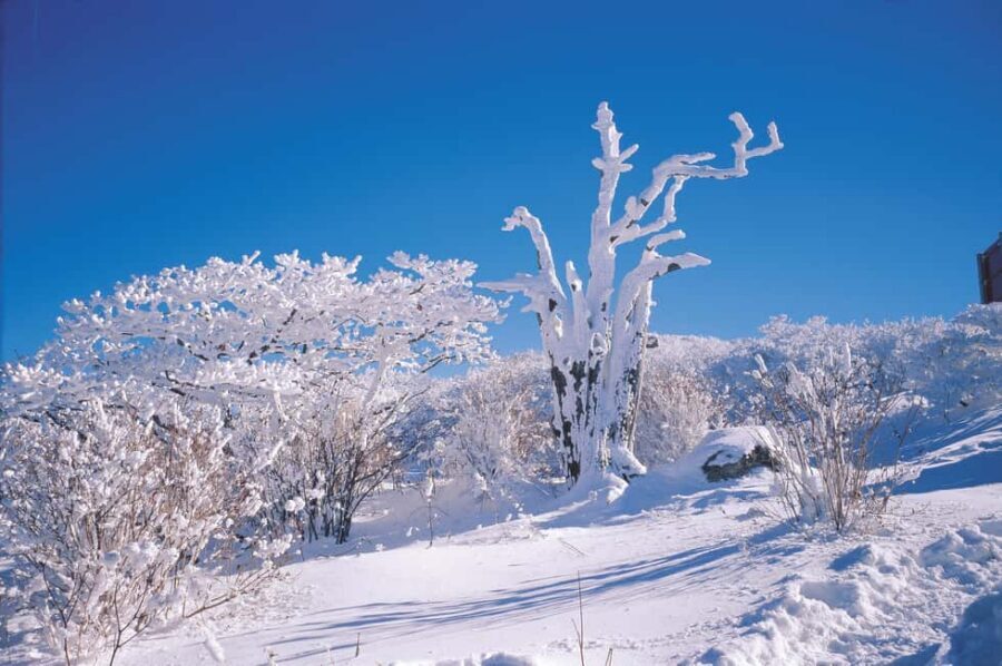 Jeju Island: Full-Day East Jeju Bus Tour with Entry Fees - East Jeju in one day: why this bus tour works