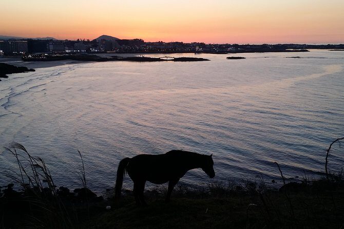 Jeju island: Van tour with a guide who the most loves JEJU - Optional Saryeoni Forest Path if you’re staying in Seogwipo