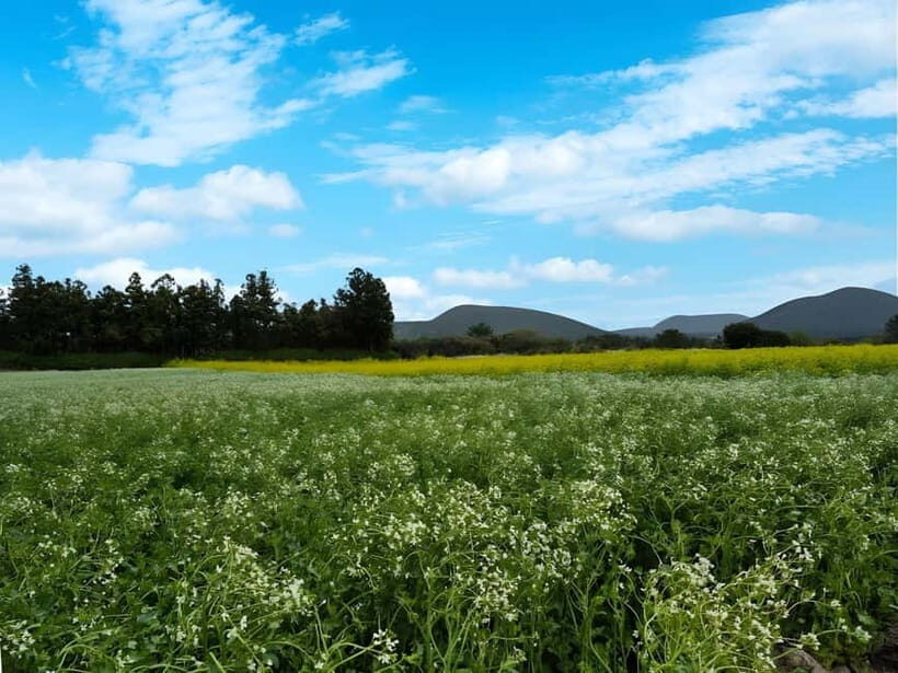 Jeju: K-Drama Spot When Life Gives You Tangerines Hotel Pick - Key highlights at a glance