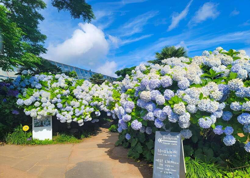 Jeju: Western & Southern Jeju Hydrangea Festival Tour - Key things to know before you plan your hydrangea day