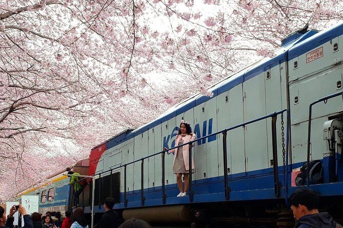 Jinhae Cherry Blossom + Busan Sunrise from Seoul - How the Seoul–Busan–Jinhae Overnight Schedule Really Works