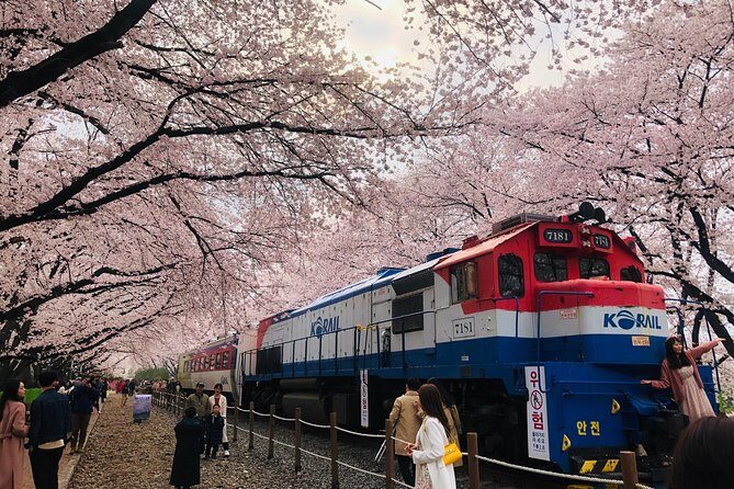 Jinhae Cherry Blossom + Busan Sunrise from Seoul - Stop-by-Stop: Haeundae Beach to Haedong Yonggungsa Sunrise