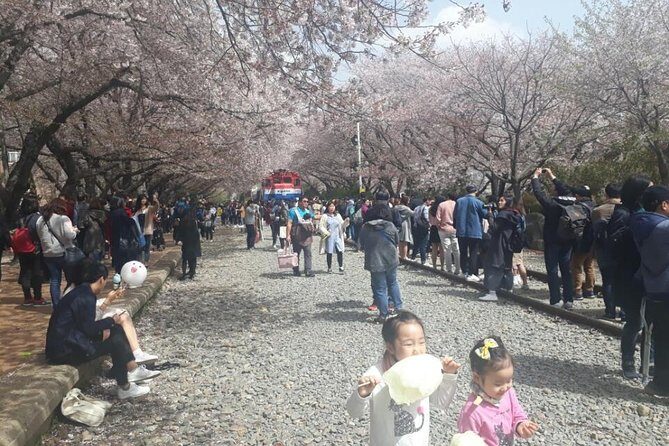Jinhae Cherry Blossom + Busan Sunrise from Seoul - Yeojwacheon Stream + Gyeonghwa Station: Where the Cherry Blossom Photos Come Together