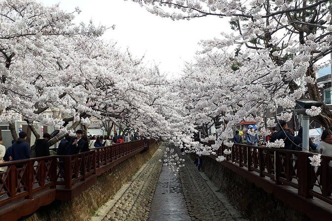 Jinhae Cherry Blossom + Busan Sunrise from Seoul - The Biggest Variable: Blossom Timing and How to Protect Your Day