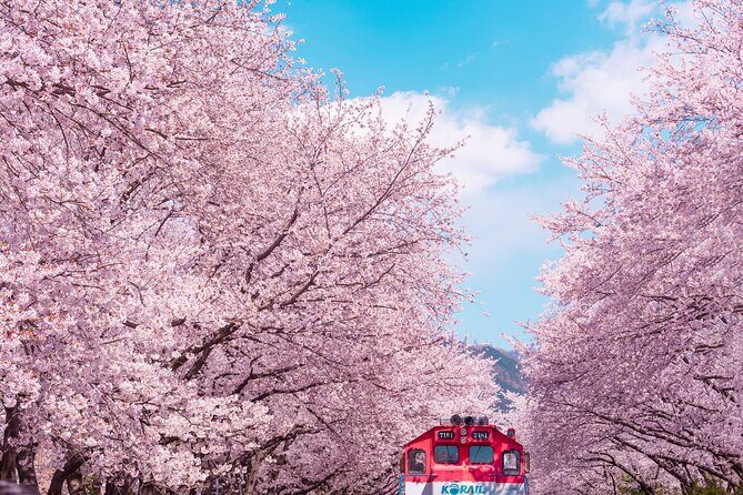 Jinhae Cherry Blossom Festival Gyeonghwa Stn Day Tour from Seoul - Key highlights I’d circle before booking