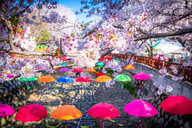 Jinhae Cherry Blossom Festival Gyeonghwa Stn Day Tour from Seoul - Why Jinhae Works So Well on a Day Trip From Seoul