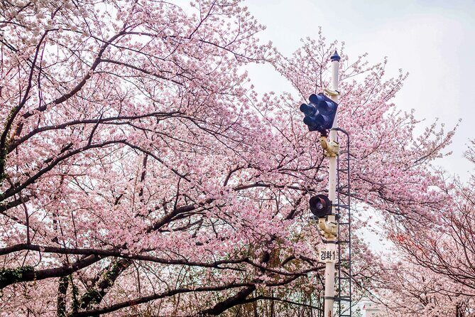 Jinhae Cherry Blossom Festival Gyeonghwa Stn Day Tour from Seoul - Gyeonghwa Station Cherry Blossom Road: The Track-Walk Tunnel Effect