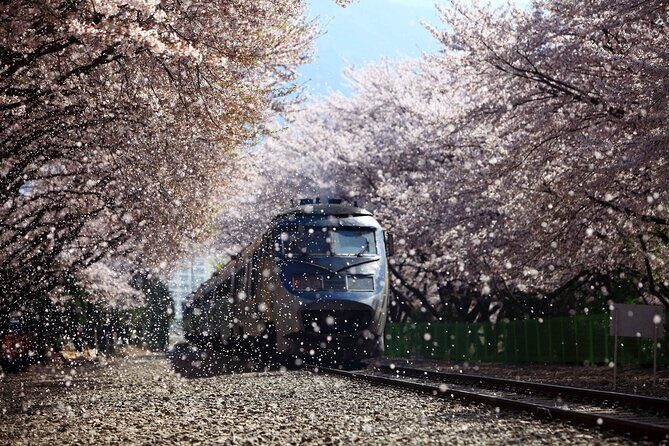 Jinhae Cherry Blossom Festival Gyeonghwa Stn Day Tour from Seoul - Using Free Time Like a Local: How to Get Better Photos Without Rushing