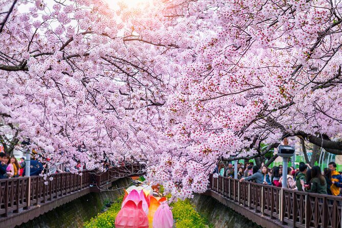 Jinhae Cherry Blossom Festival Gyeonghwa Stn Day Tour from Seoul - Jinhae Gunhangje Festival Context: Enjoying the Season’s Bigger Mood