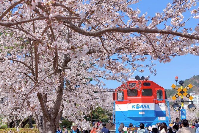 Jinhae Cherry Blossom Festival Gyeonghwa Stn Day Tour from Seoul - Transportation and Support: Why the Guide Matters More Than You Think