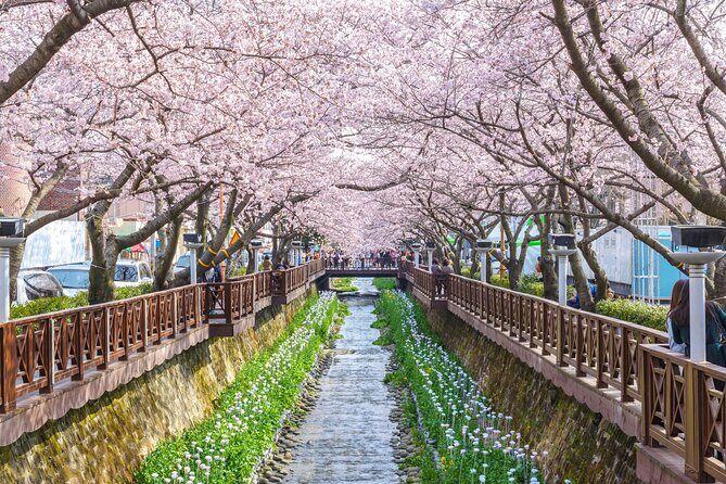 Jinhae Cherry Blossom Festival Gyeonghwa Stn Day Tour from Seoul - Price and Value: What You’re Actually Paying For