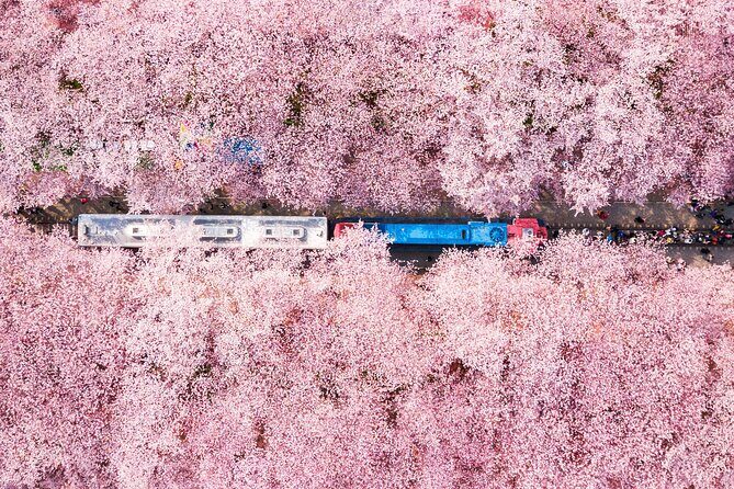 Jinhae Cherry Blossom Festival Gyeonghwa Stn Day Tour from Seoul - Pickup, Timing, and Group Size: The Practical Side of a 16–17 Hour Day