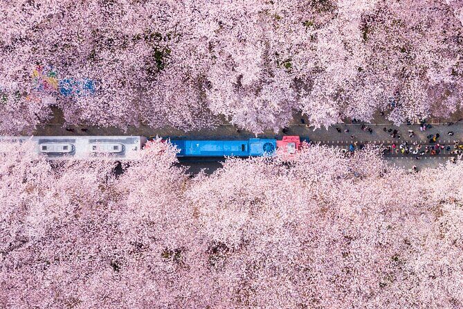 Jinhae's Cherry Blossoms Shuttle Bus depart from Seoul/Busan - Why Jinhae’s cherry blossom season feels different