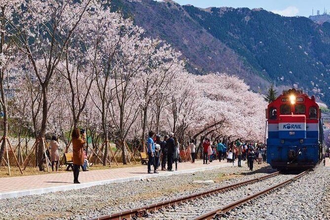 Jinhae's Cherry Blossoms Shuttle Bus depart from Seoul/Busan - Stop 1: Jinhae Gunhangje Festival, gifts first, then blossoms