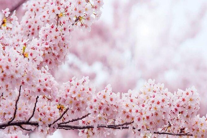 Jinhae's Cherry Blossoms Shuttle Bus depart from Seoul/Busan - Town Naval Port Festival: waterfront charm with event energy