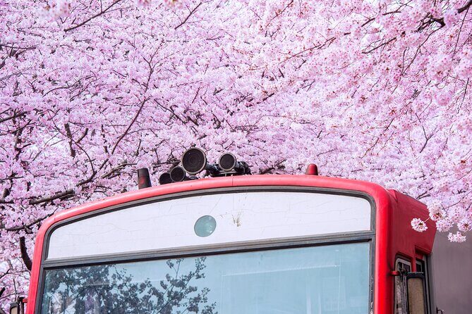 Jinhae's Cherry Blossoms Shuttle Bus depart from Seoul/Busan - Yusawa River Sakura Bridge: the classic photo moment