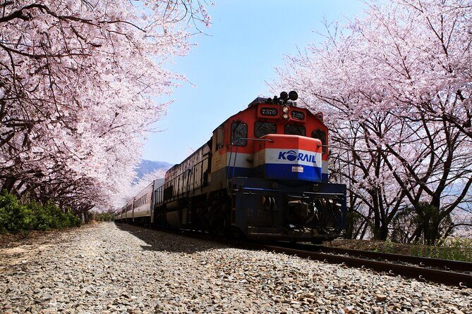 Jinhae's Cherry Blossoms Shuttle Bus depart from Seoul/Busan - Kyohe Train Station: sakura + storybook setting