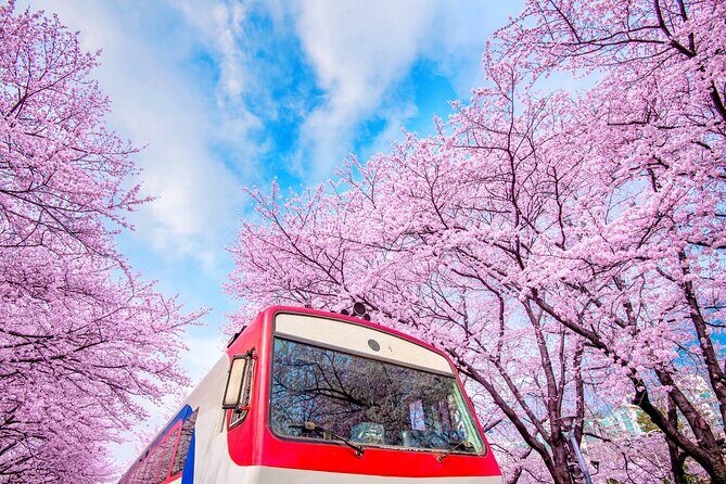 Jinhae's Cherry Blossoms Shuttle Bus depart from Seoul/Busan - Price and what $59 really buys you