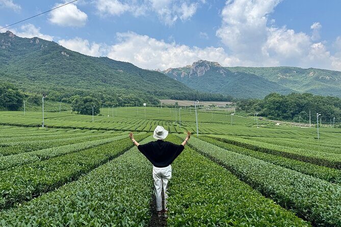 Korean Green Tea Tour - from Boseong to Gangjin (Private) - Key highlights I’d circle