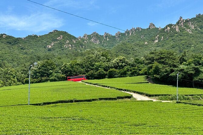 Korean Green Tea Tour - from Boseong to Gangjin (Private) - A full day of Korean green tea from Boseong to Gangjin