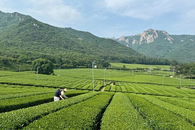 Korean Green Tea Tour - from Boseong to Gangjin (Private) - Gangjin tea heritage: Dawon farms, Baegun tea stories, and a Joseon-era garden