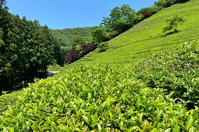Korean Green Tea Tour - from Boseong to Gangjin (Private) - How the guide changes the value (Veronica’s role)