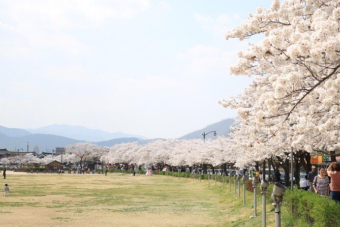Korean UNESCO World Heritage Tour including Gyeongju, Andong and Daegu(2N3D) - Who should book this UNESCO Gyeongju–Andong–Daegu tour