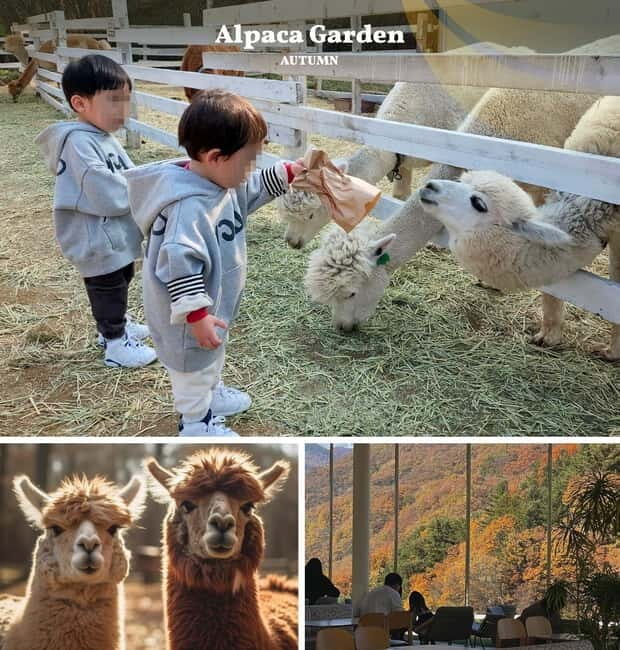 Nami Island, Railbike & Alpaca Garden Day Trip from Seoul - A smart way to do fall near Seoul: Nami + Railbike + alpacas