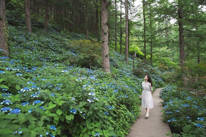 One Day Private Tour-Nami, Petite and Garden of Morning Calm - Nami Island: Winter Sonata Views and Tree-Lined Wandering