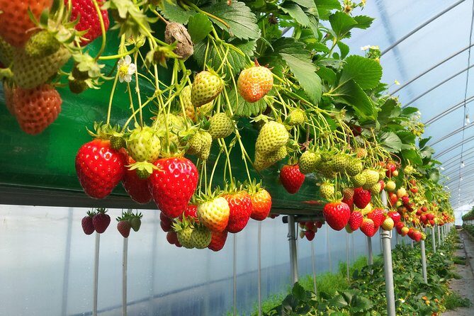 [Perfect Private Tour] Nami island, Petite France and Organic Strawberry Farm - Nami Island: nature, nostalgia, and photo time without the rush