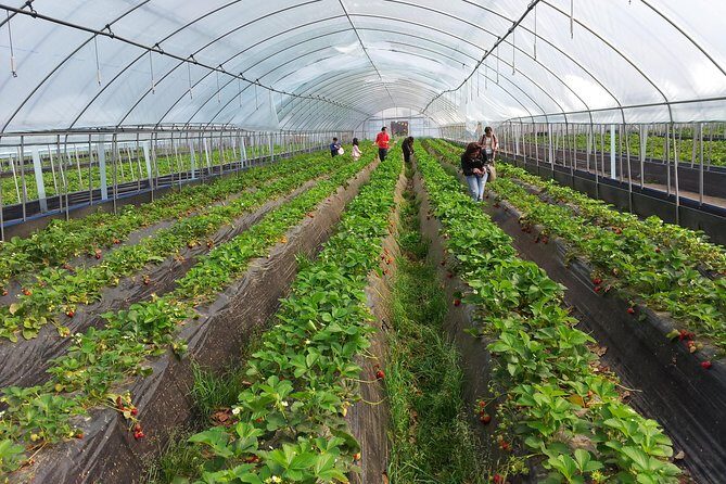 [Perfect Private Tour] Nami island, Petite France and Organic Strawberry Farm - Petite France: French-looking charm tied to Korean TV culture