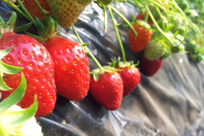 [Perfect Private Tour] Nami island, Petite France and Organic Strawberry Farm - Price and value: what you’re paying for at $198 per person